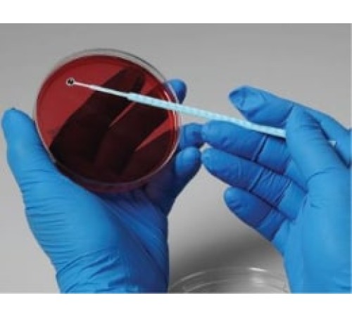 Alternaria alternate, штамм TX 8025, 5 петель, Сulti-Loops, Thermo FS Alternaria alternate, штамм TX 8025, 5 петель, Сulti-Loops, Thermo FS